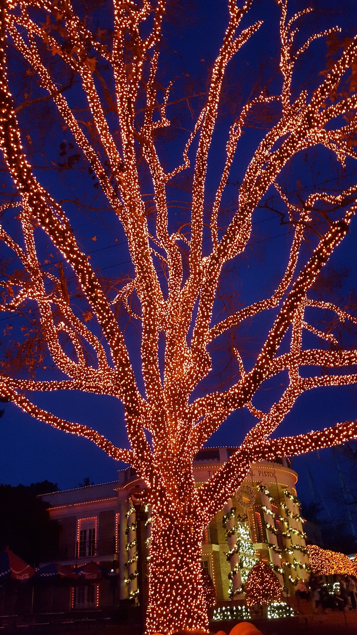 tree christmas lights lights free photo