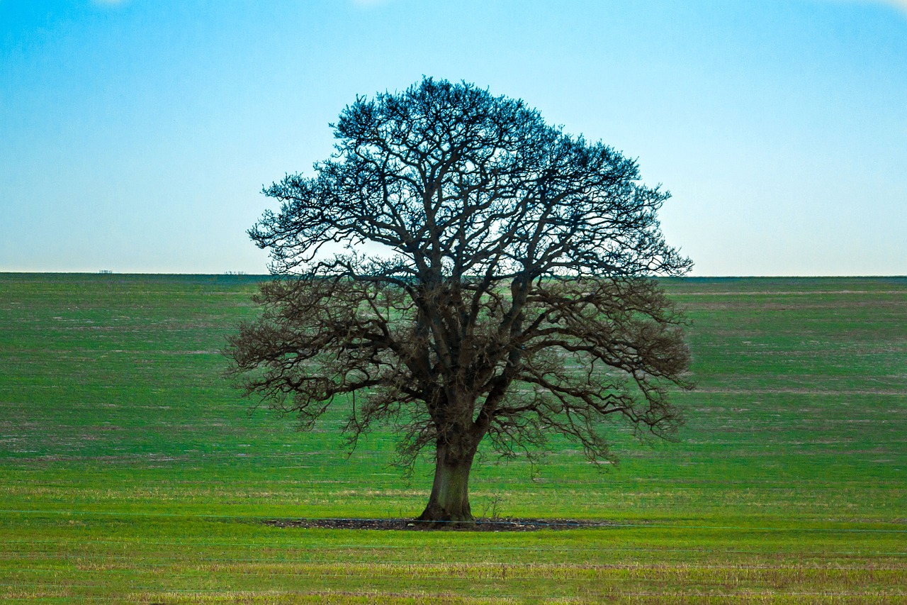 tree nature winter free photo