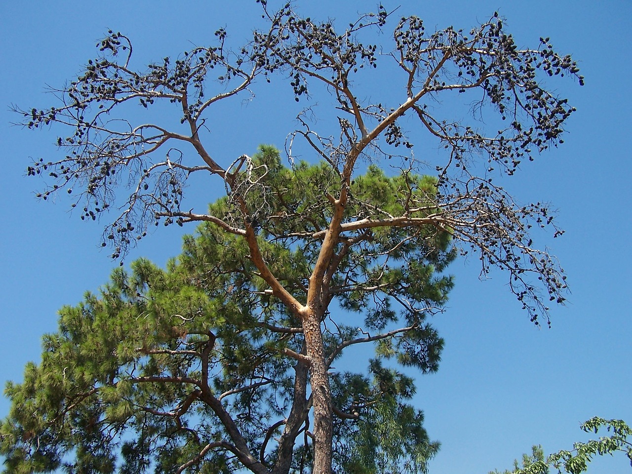 tree nature summer free photo