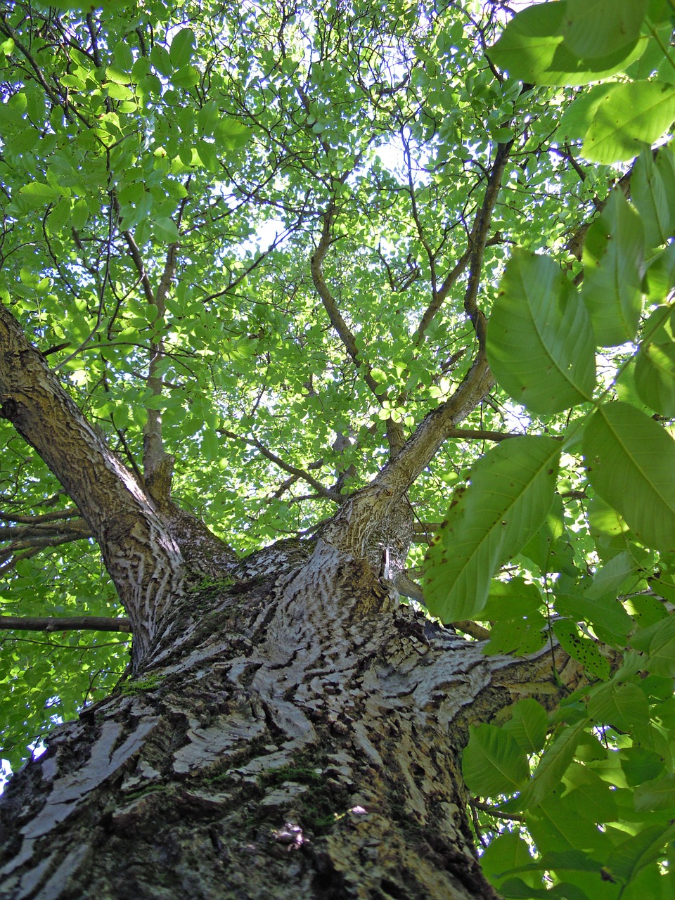 tree walnut tree leaves free photo