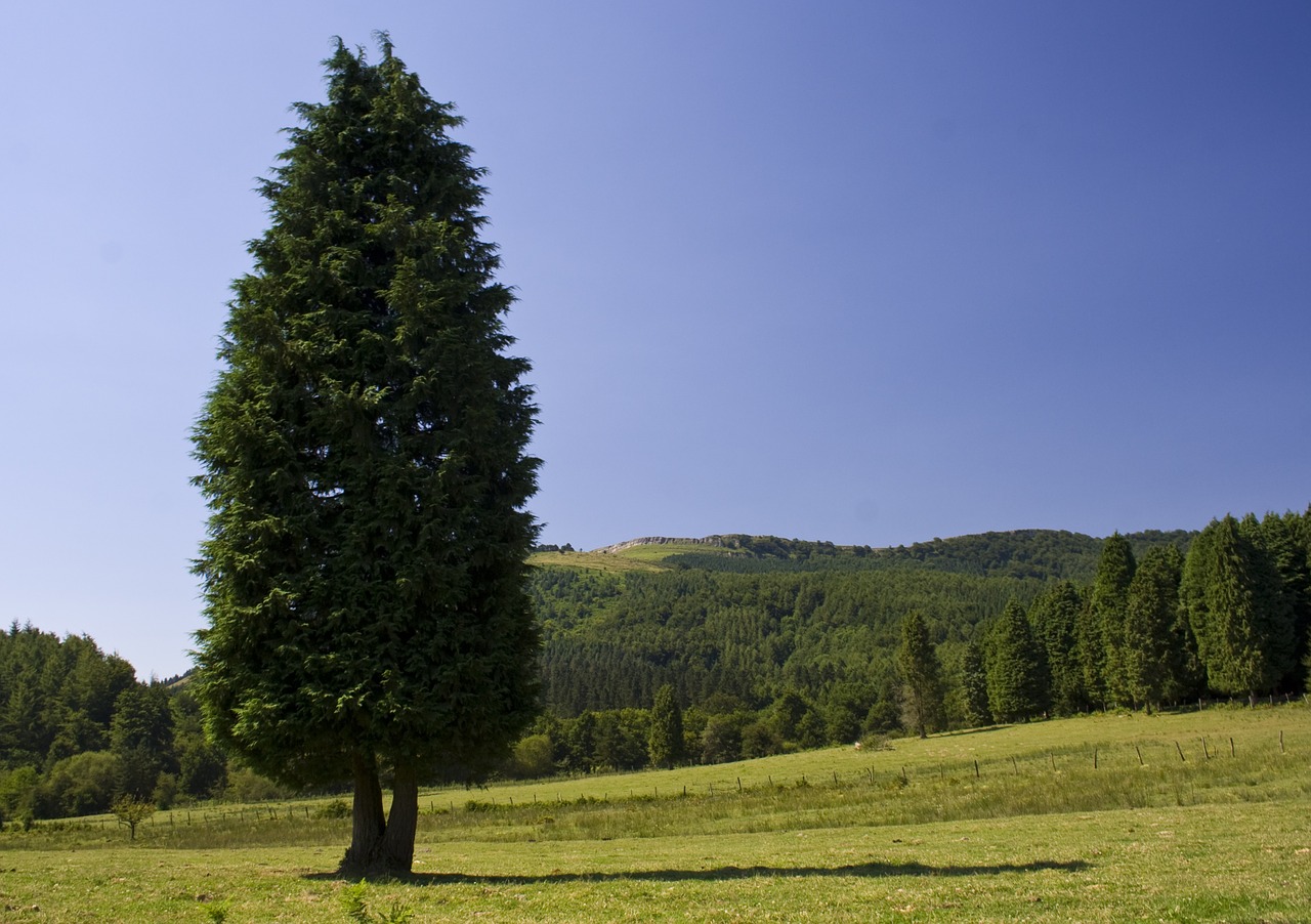 tree landscape prato free photo