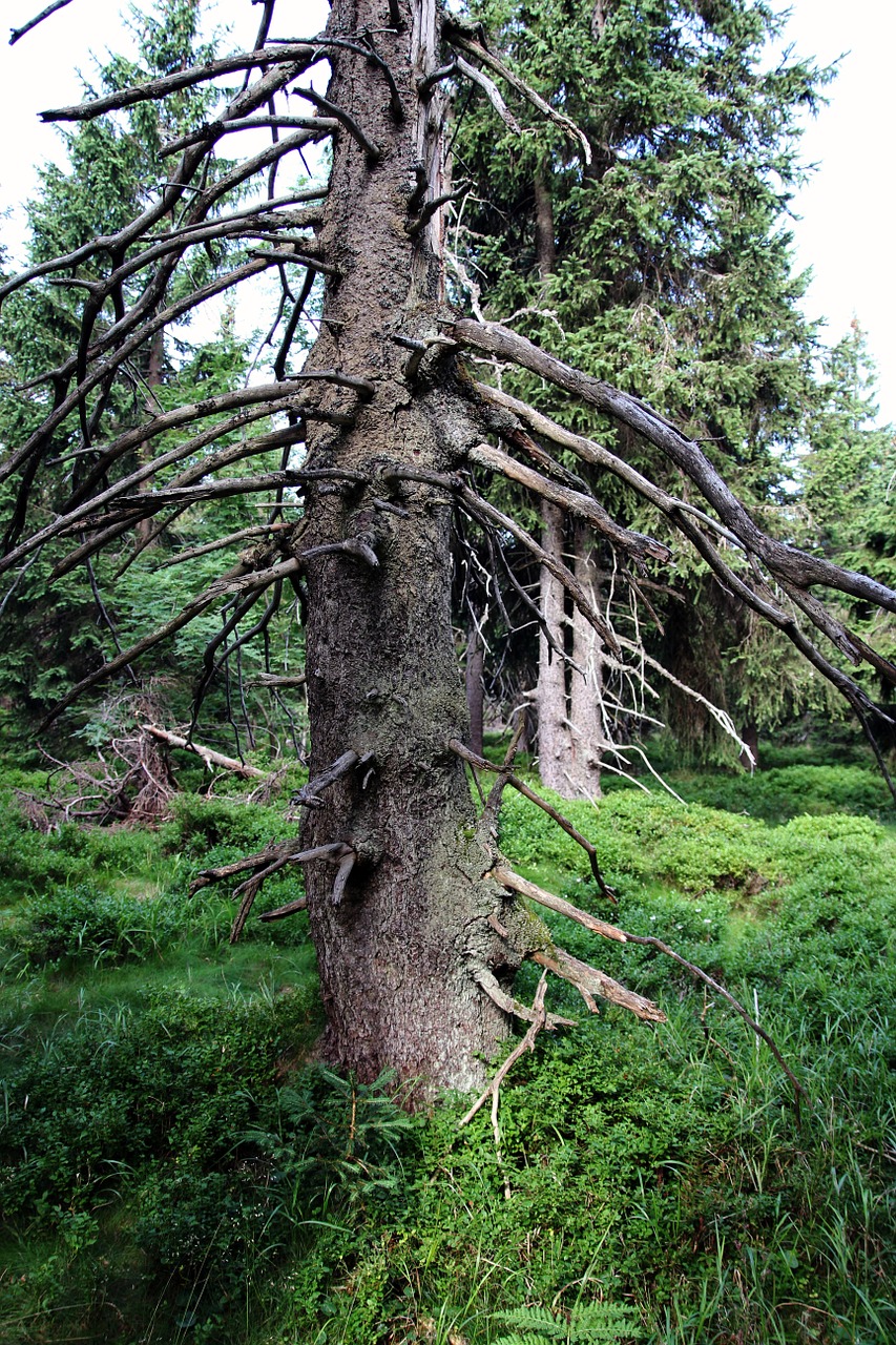 tree forest spruce free photo