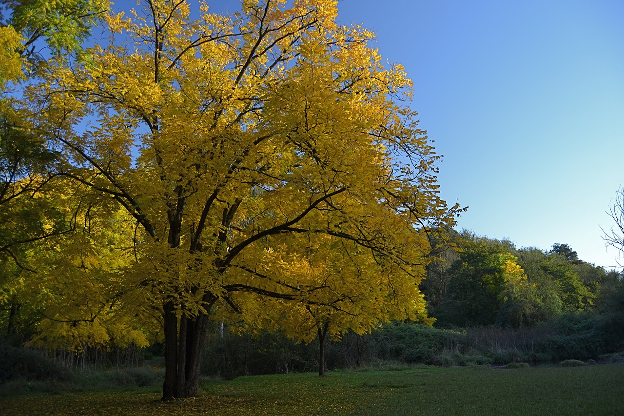 tree autumn yellow free photo