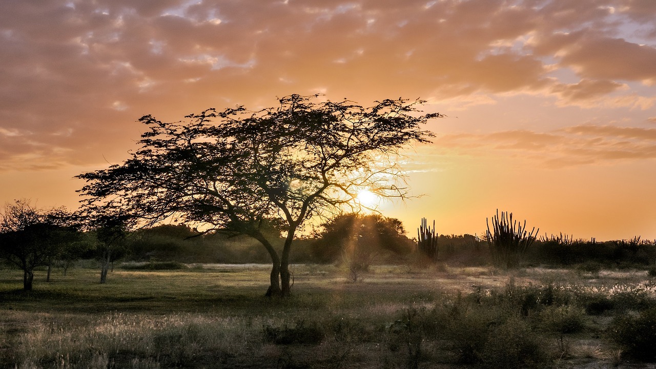 tree sunset the sun's rays free photo