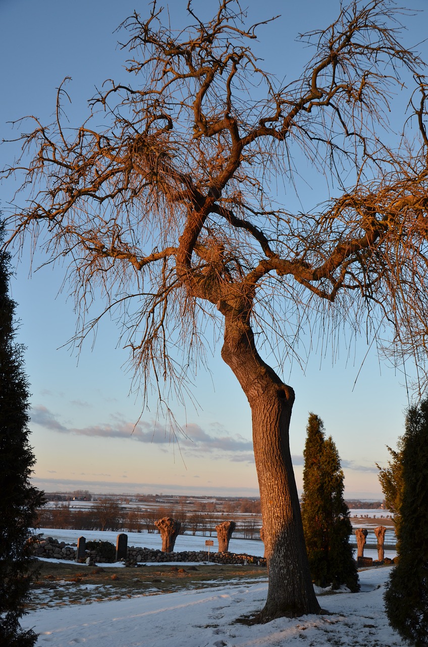 tree cemetery evening sun free photo