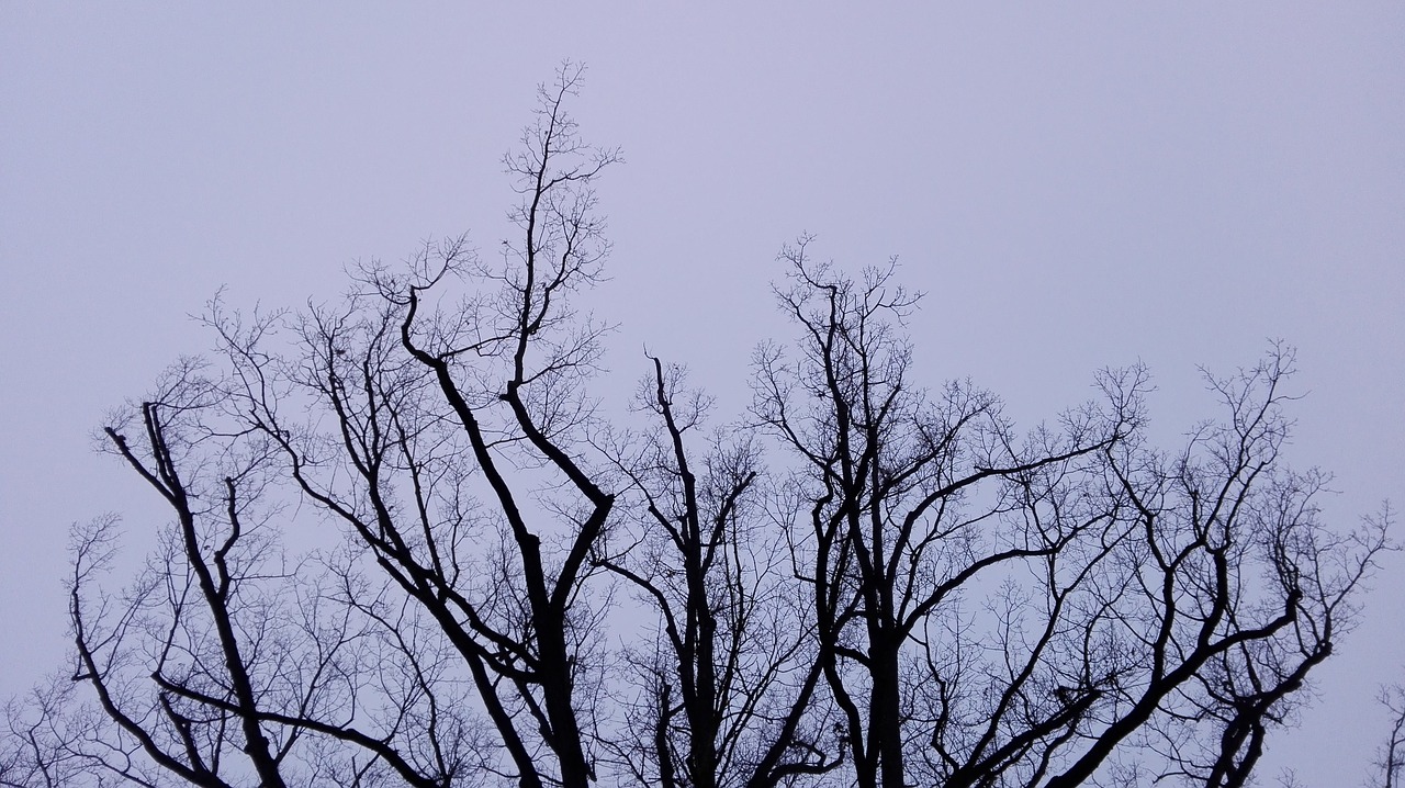 tree winter sky free photo