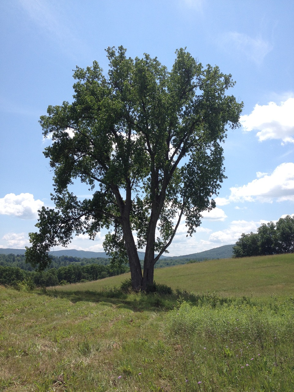 tree hill landscape free photo