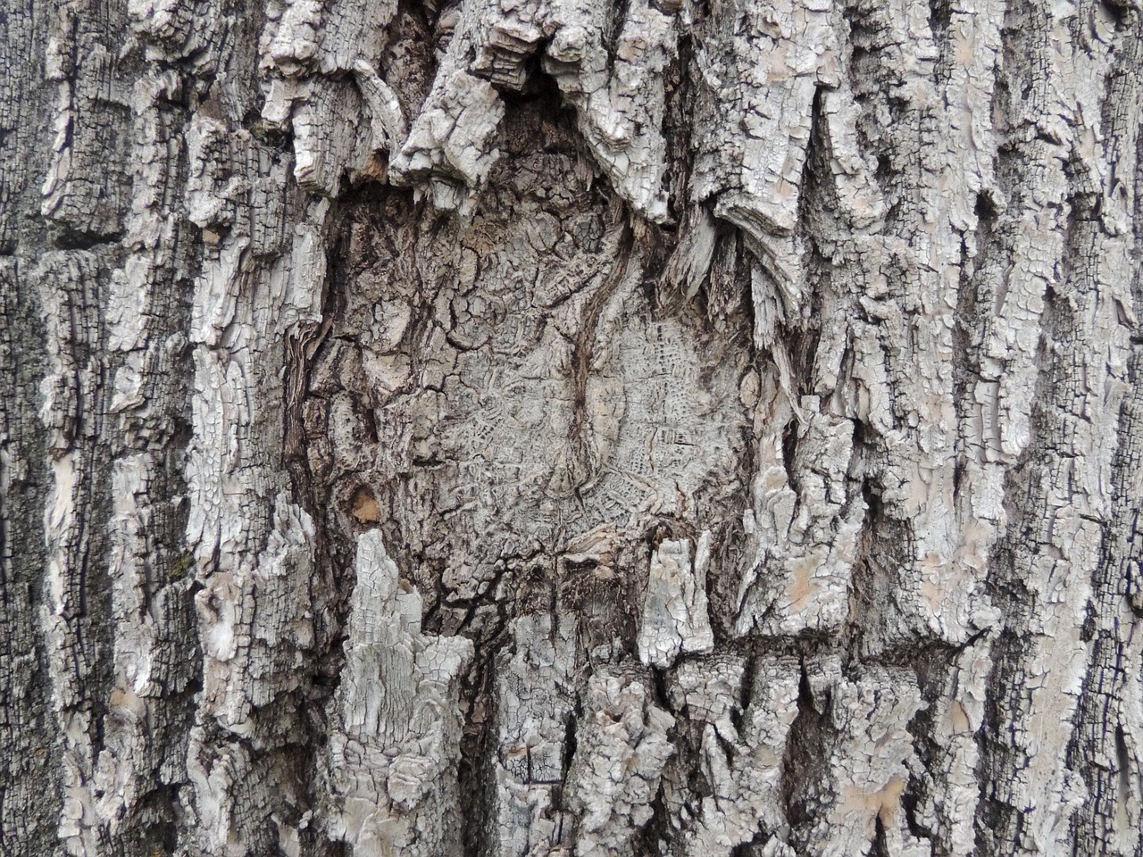 tree bark texture free photo