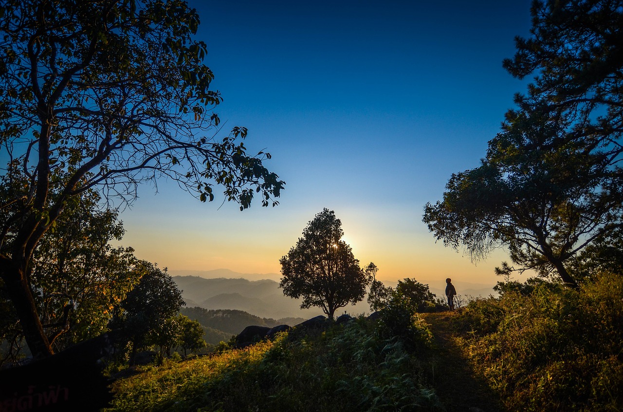 tree nature sunset free photo