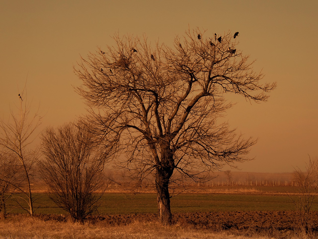 tree birds dry free photo