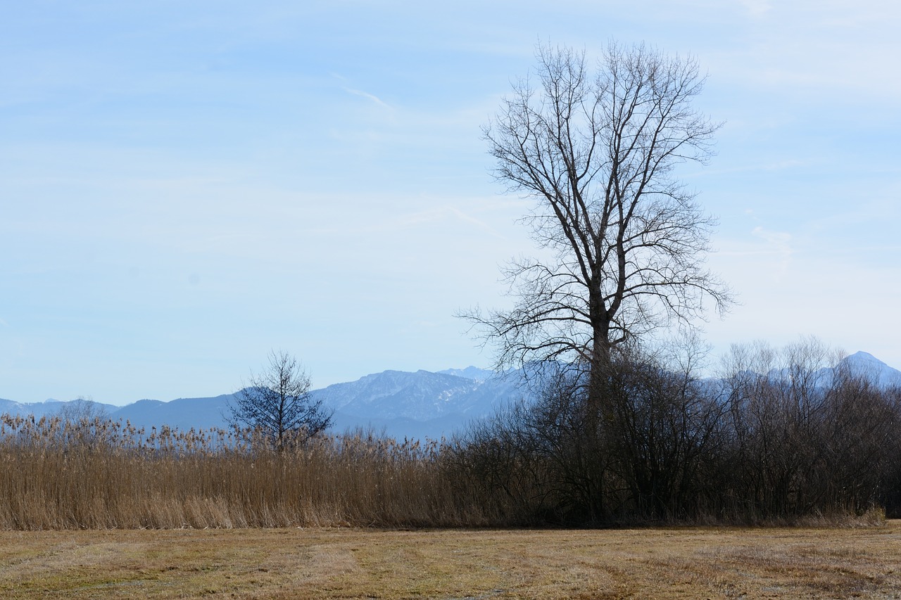 tree individually bank free photo