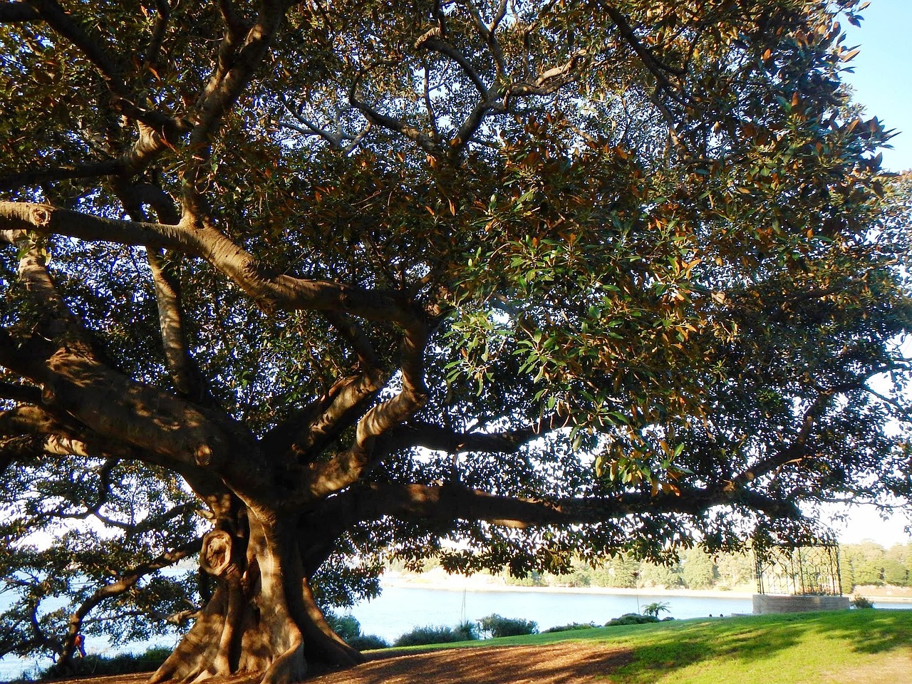 tree green leaves free photo