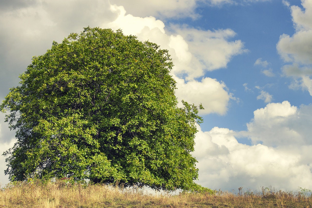 tree sky summer free photo