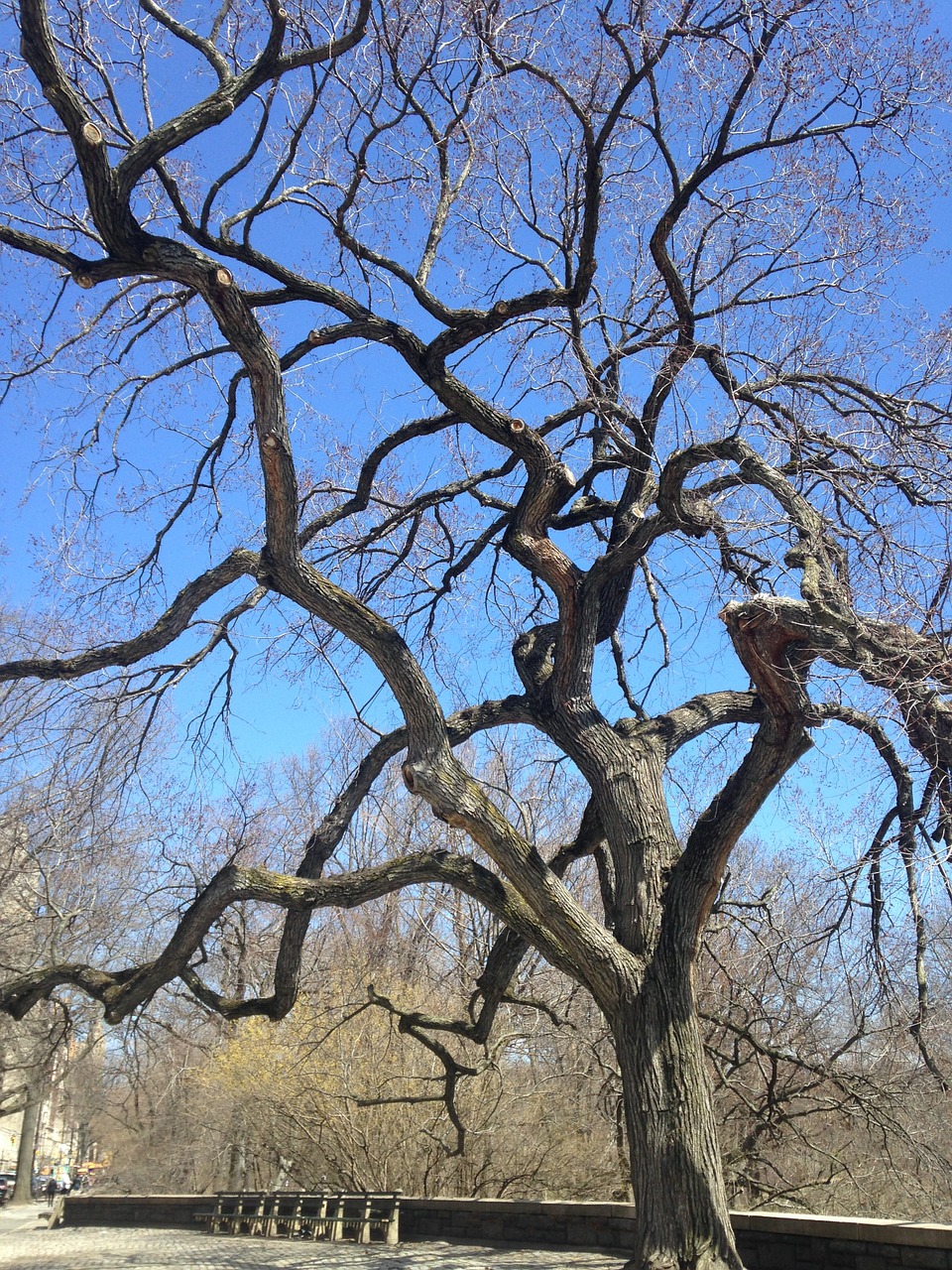 tree nature branches free photo