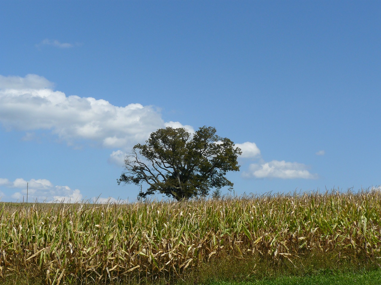 tree lonely field free photo