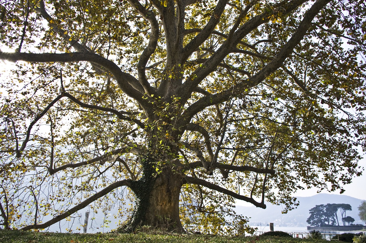 tree italy nature free photo