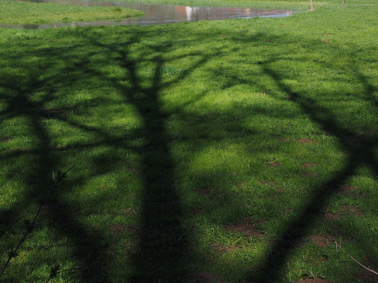 tree shadow hispanic free photo