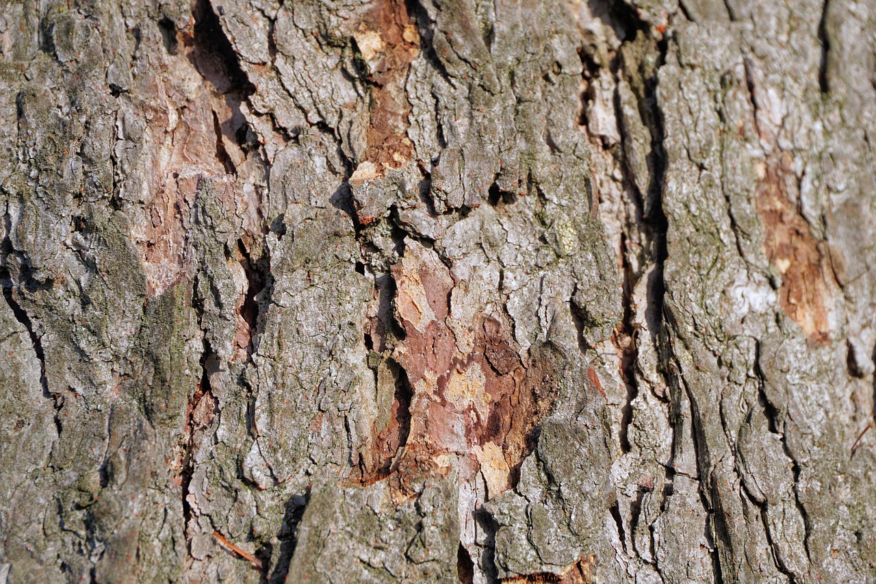 tree tree bark texture free photo