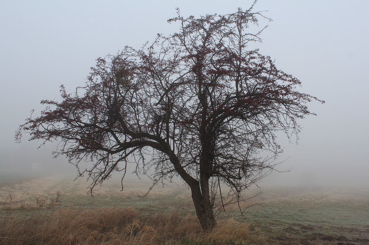 tree fog haze free photo