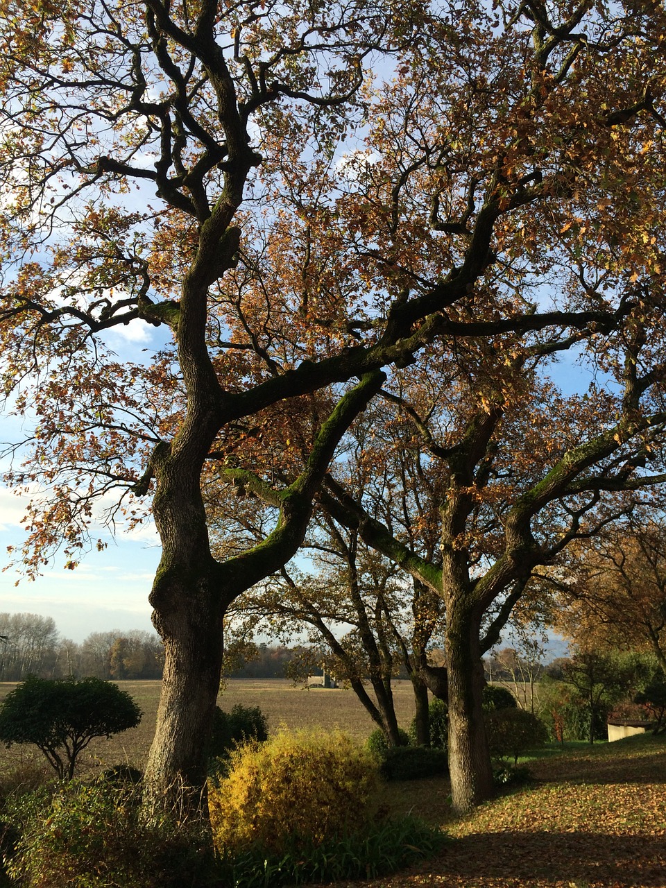 tree trunk nature free photo