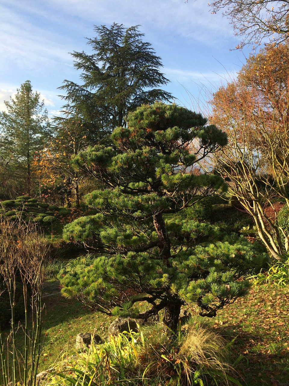 tree light sun free photo