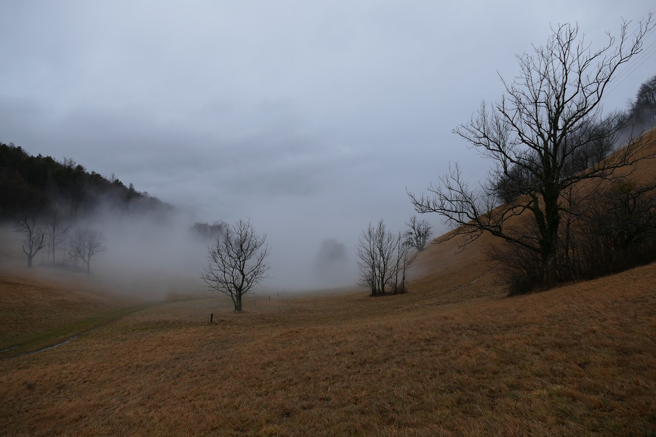 tree fog winter free photo