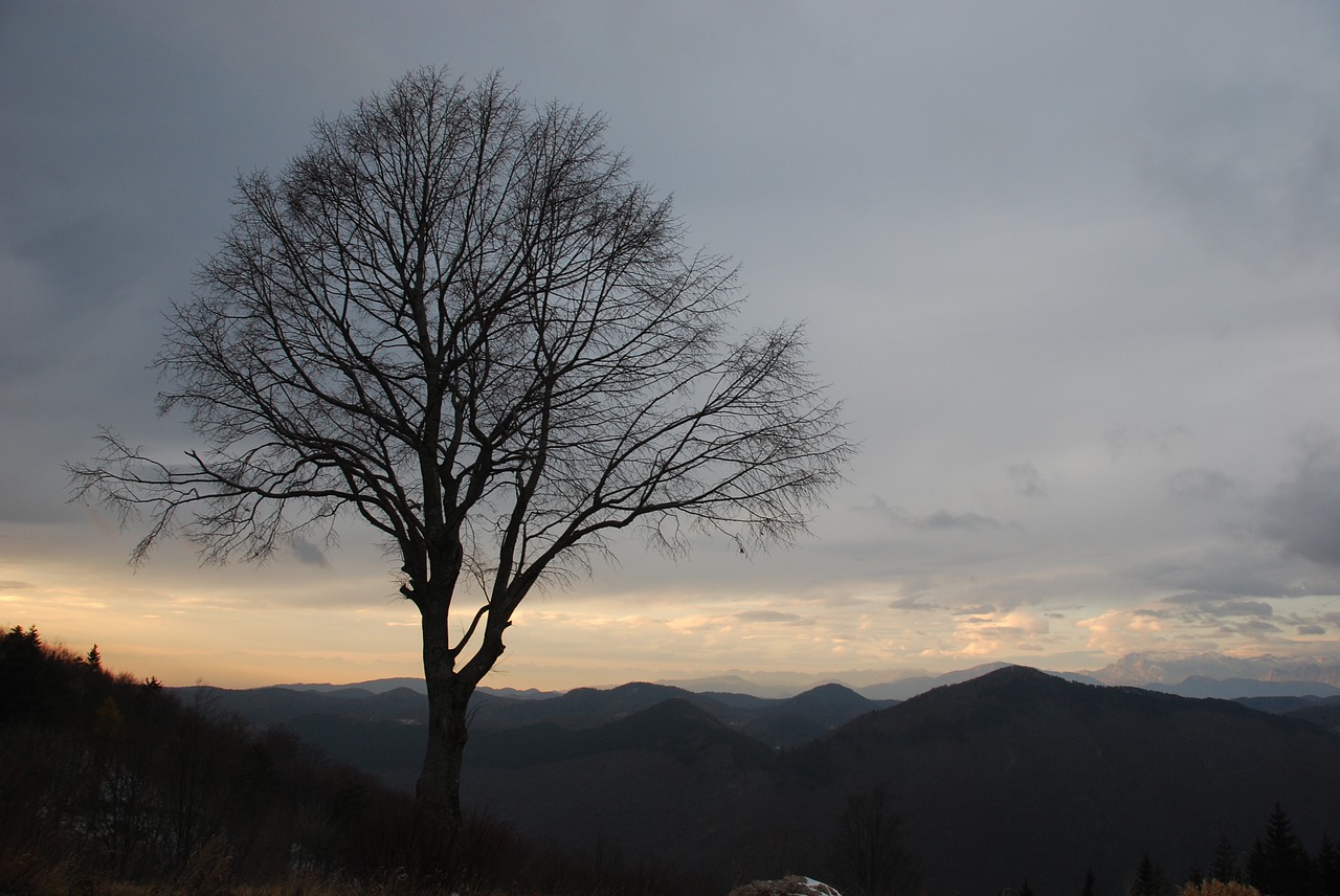 tree lonely tree autumn free photo