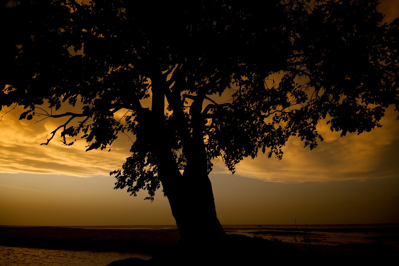 tree landscape wood free photo