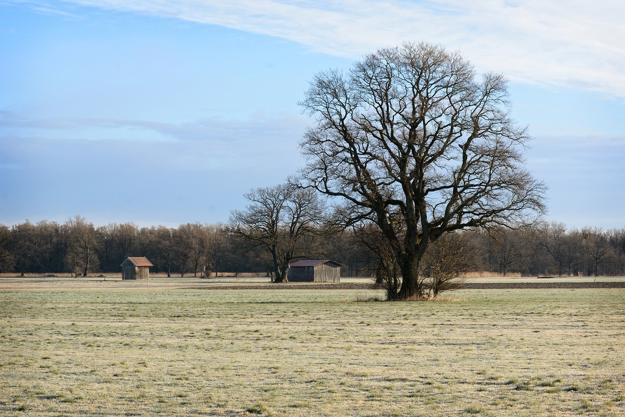 tree individually silhouette free photo