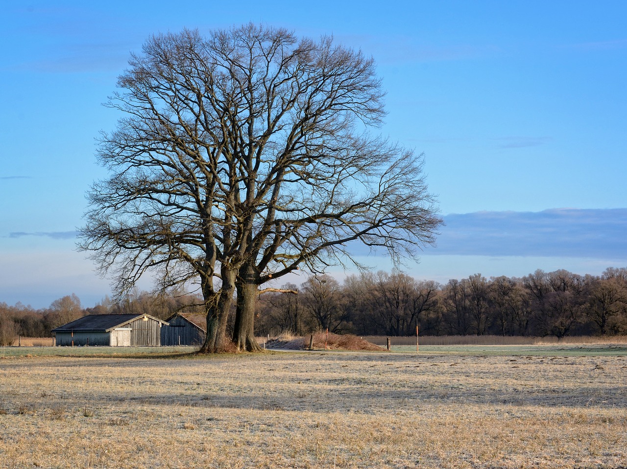 tree individually silhouette free photo