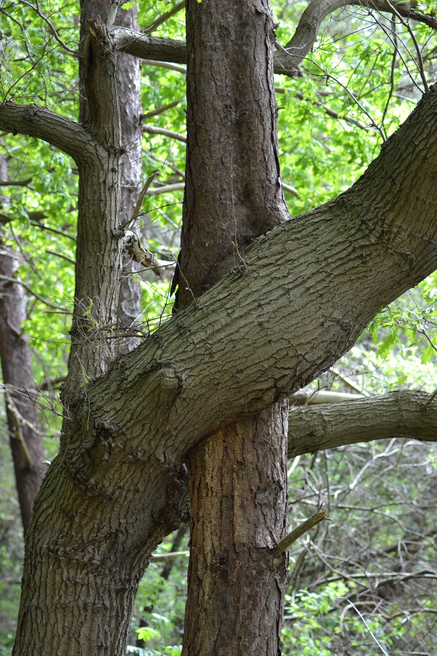 tree hug pudagla free photo