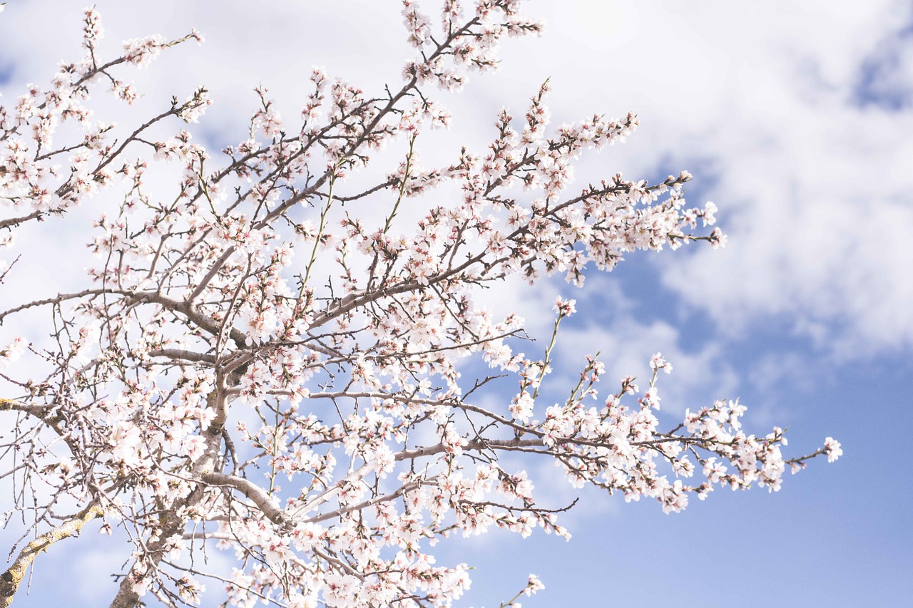 tree sakura blossom free photo