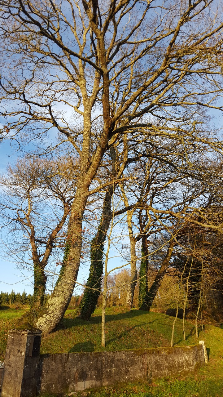 tree galicia winter free photo