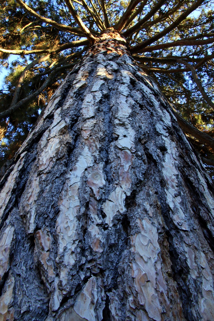 tree trunk pine tree free photo