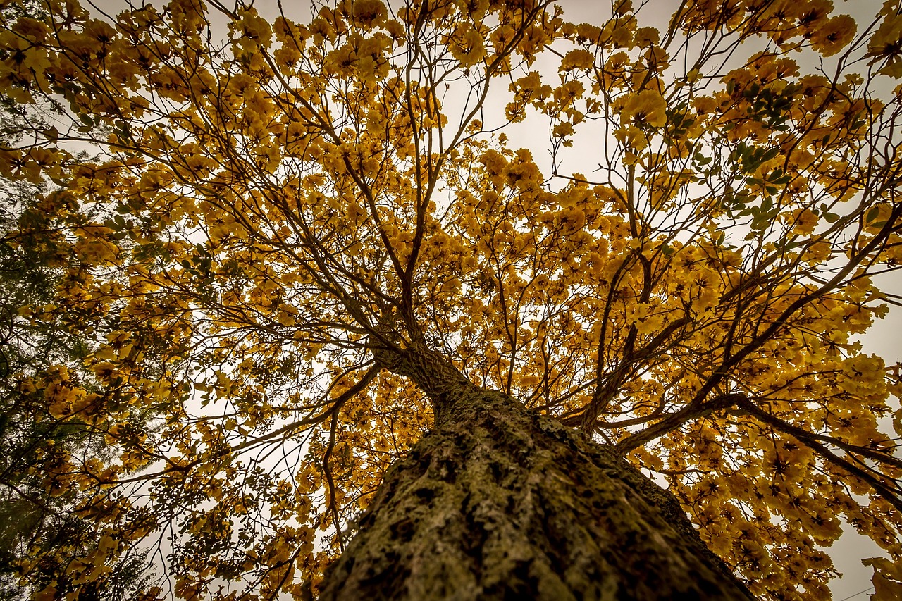 tree perspective yellow free photo