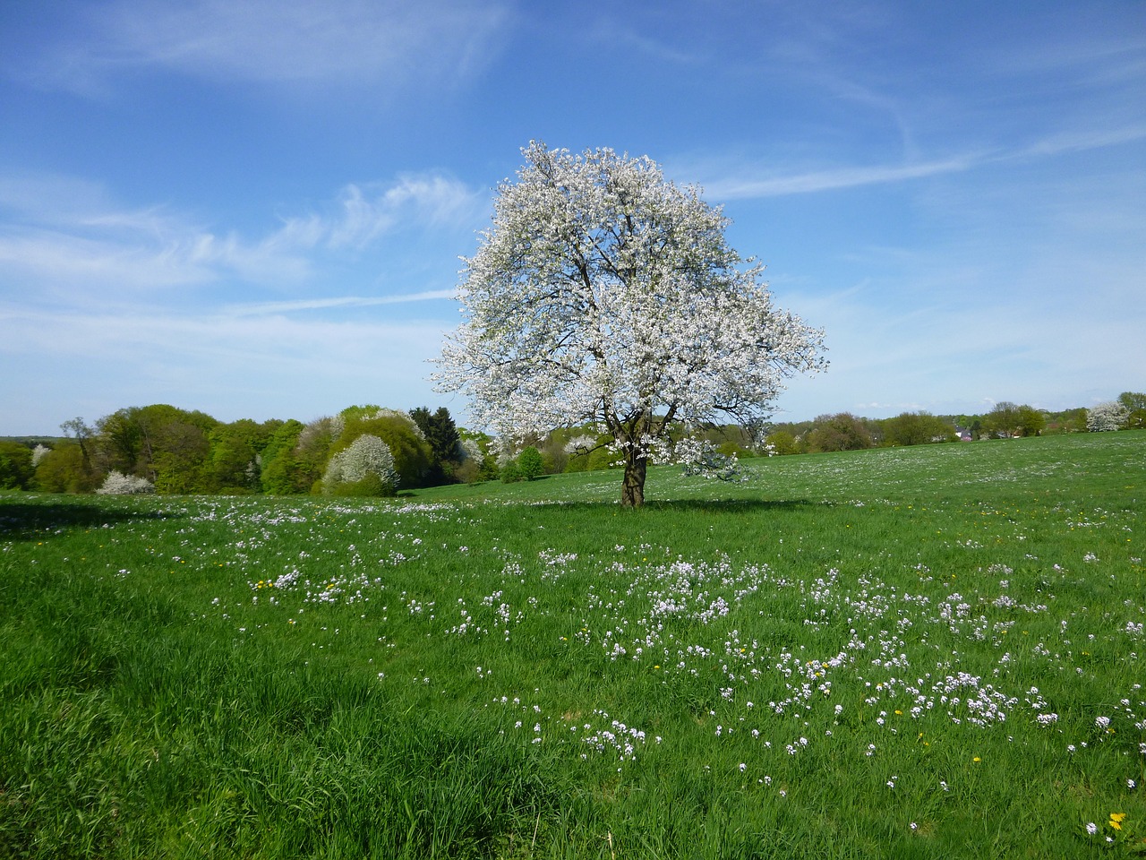 lonely tree meadow free photo