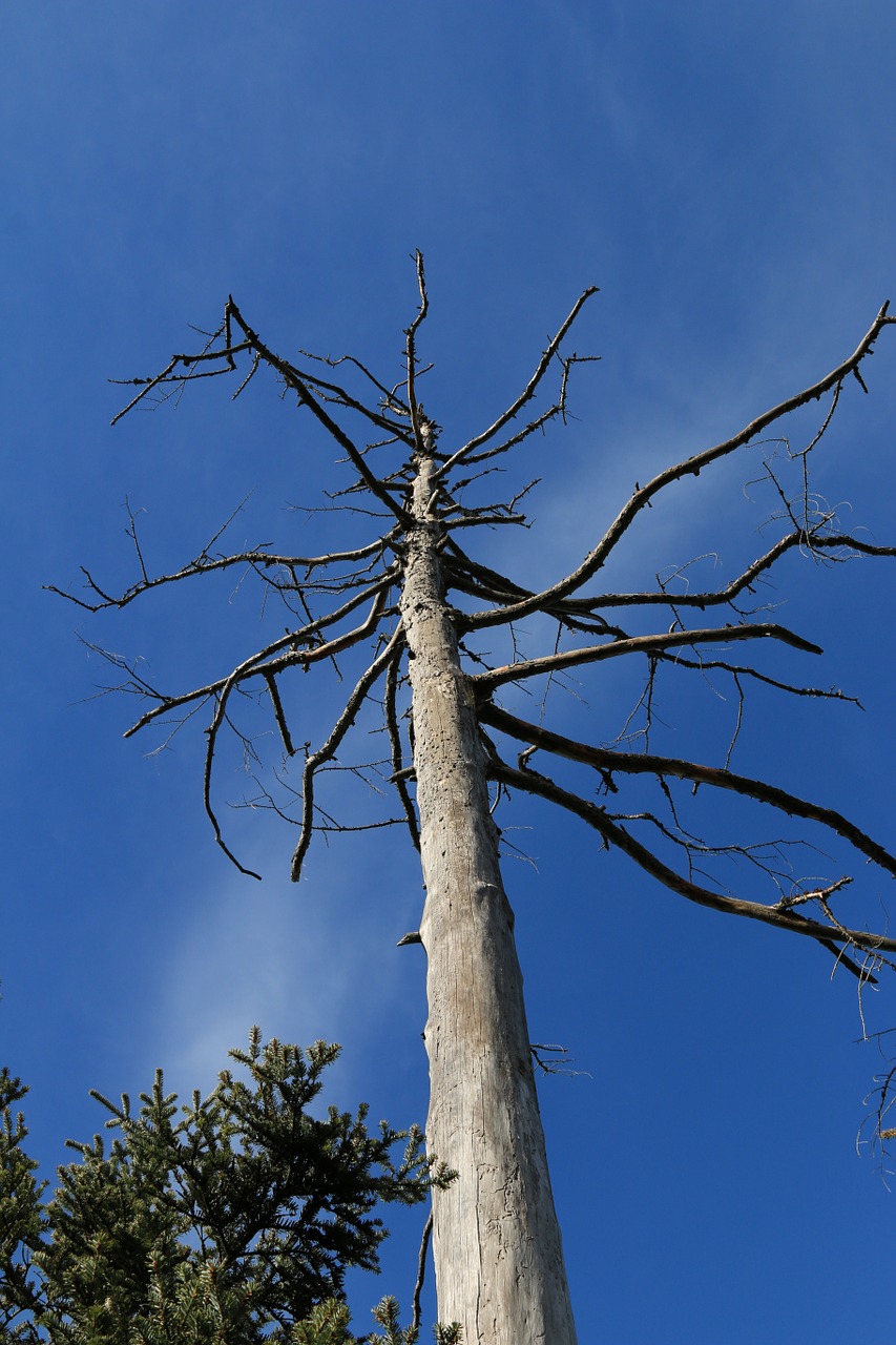 tree dead sky free photo