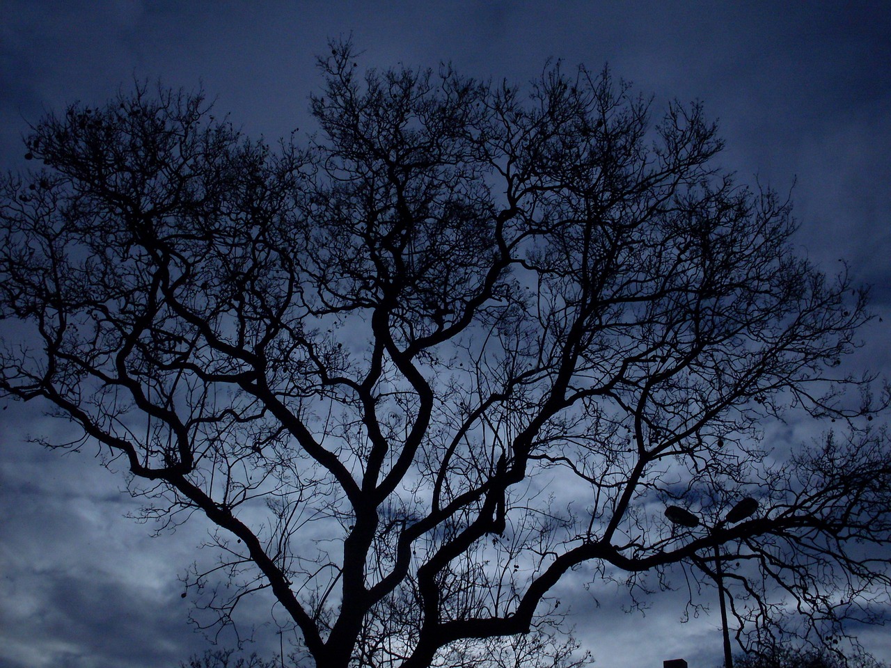 tree night darkness free photo