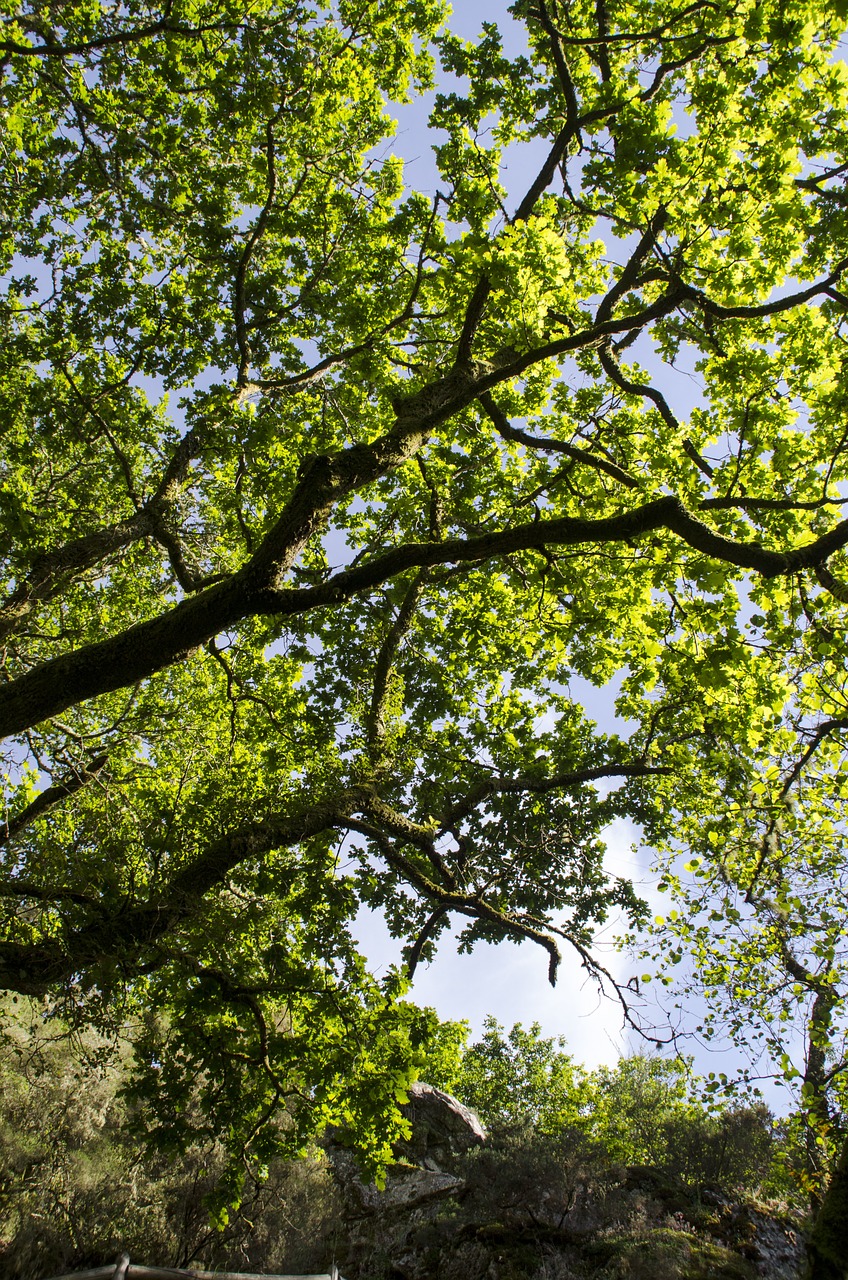 tree galicia trees free photo