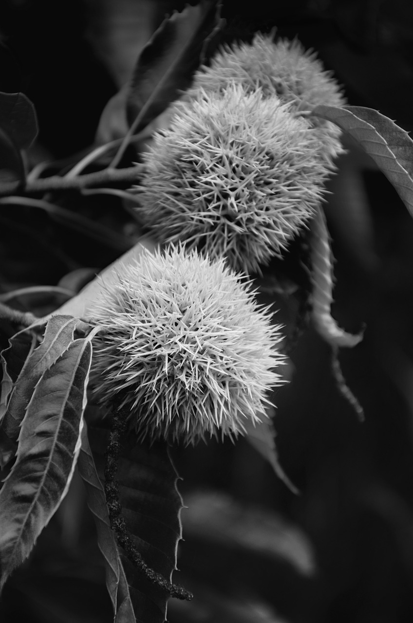 tree nature plant free photo