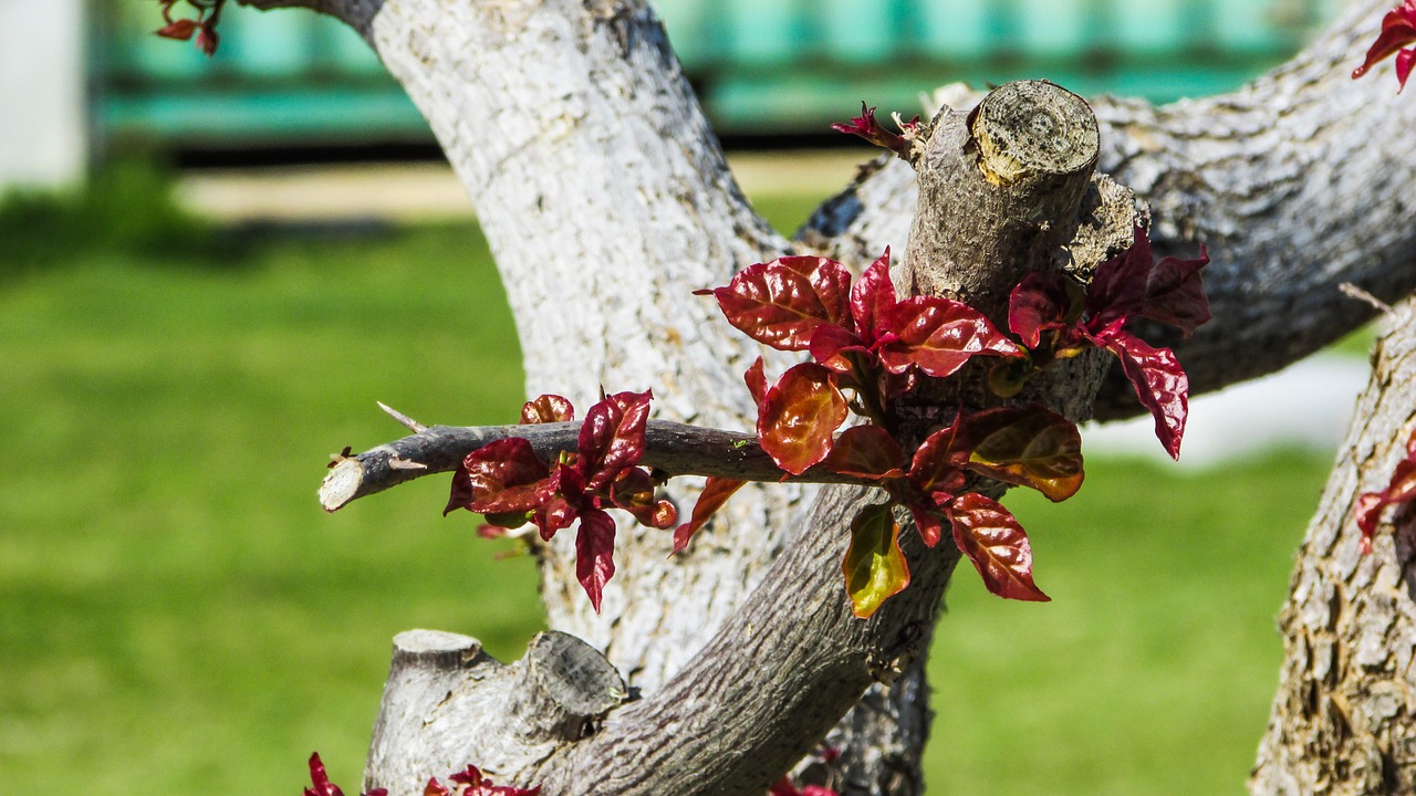 tree leaves colourful free photo