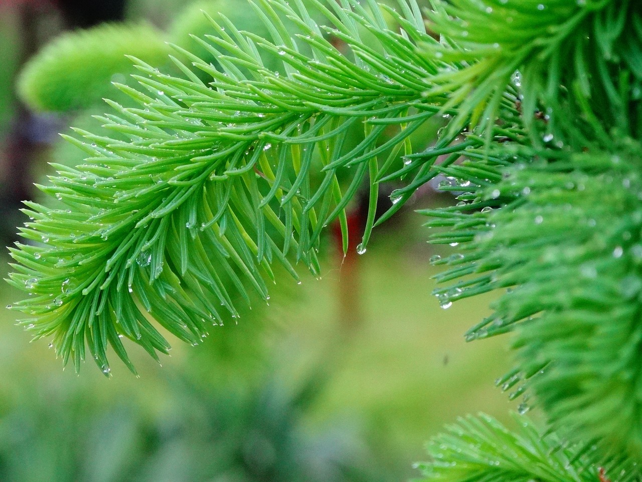 tree needles green free photo