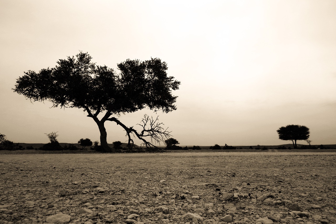 tree desert landscape free photo