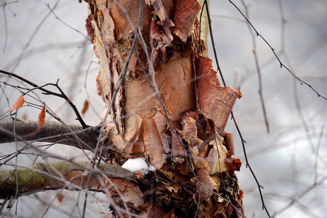 tree snow branch free photo