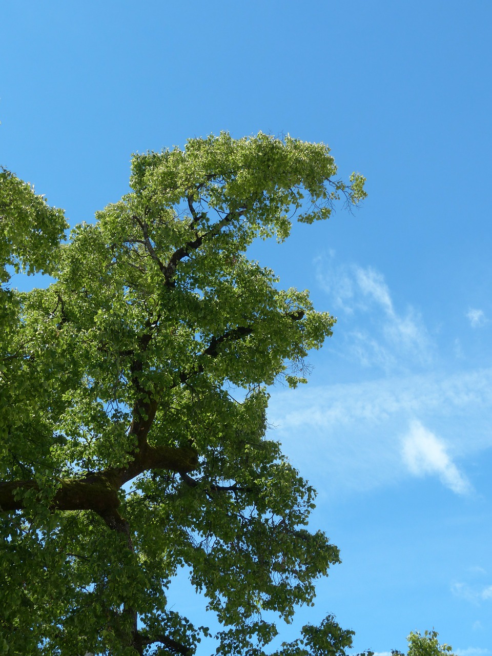 Download free photo of Tree,branch,sky,green,blue - from needpix.com