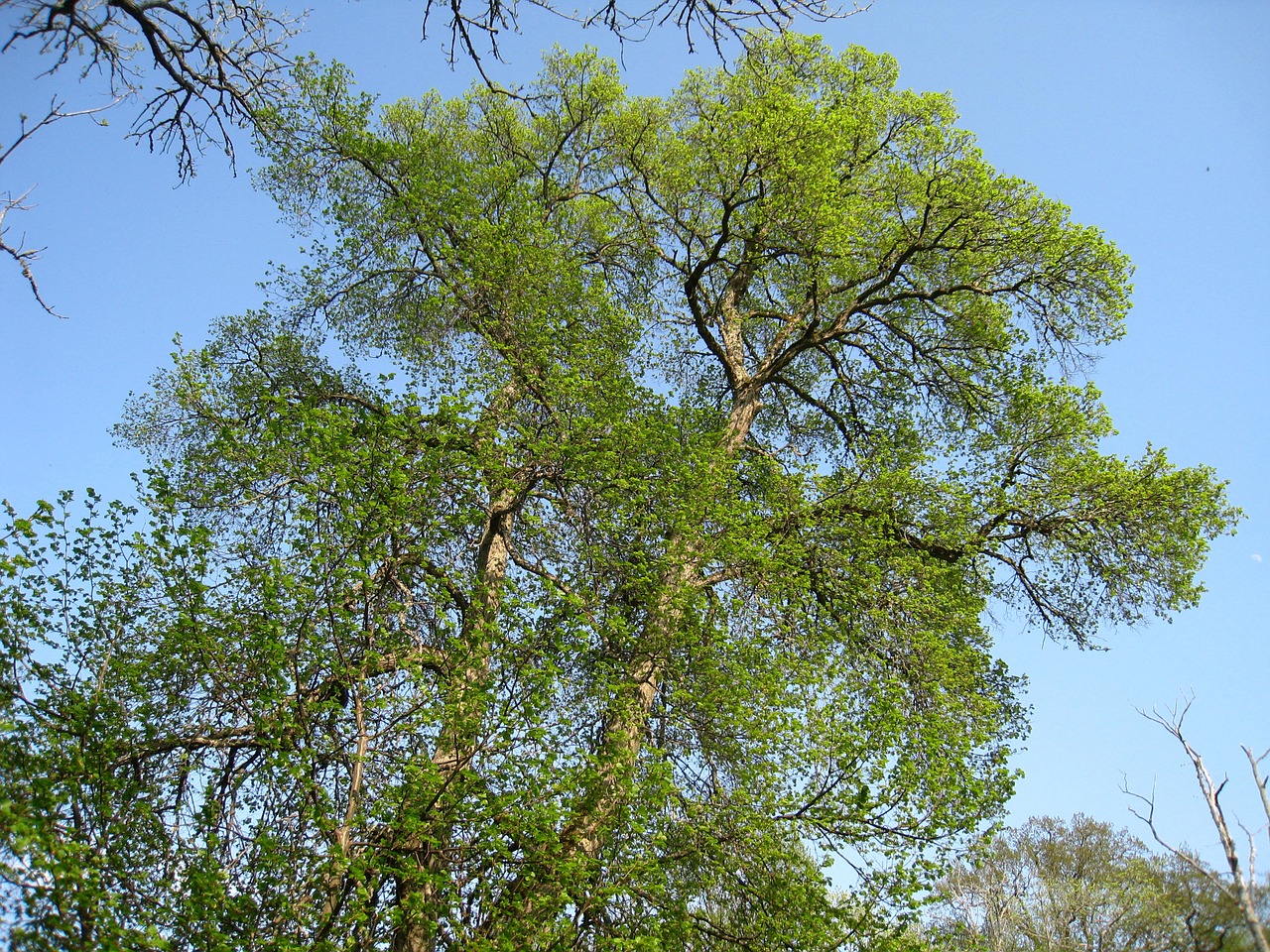 tree greenery spring free photo