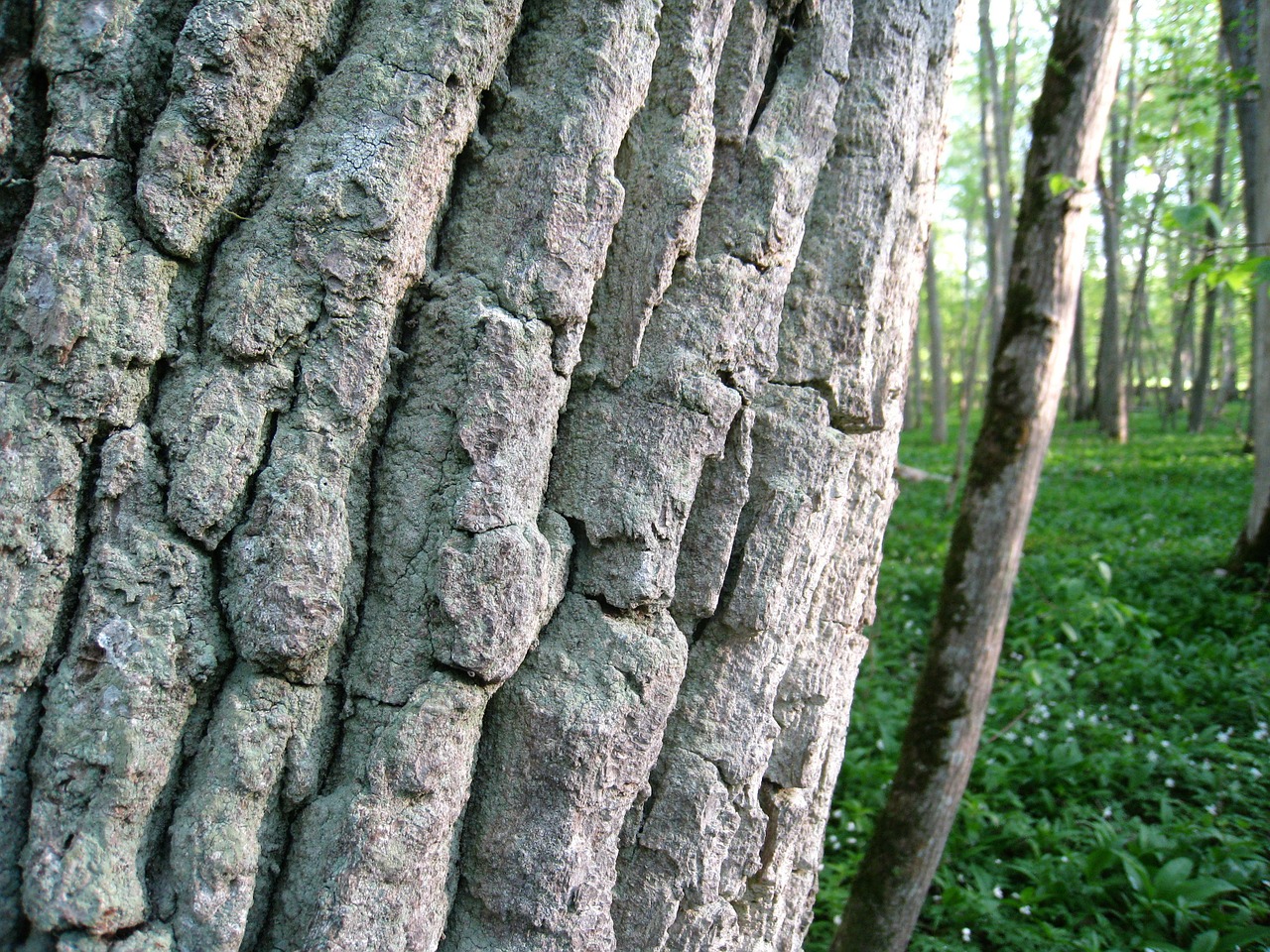 tree tribe bark free photo