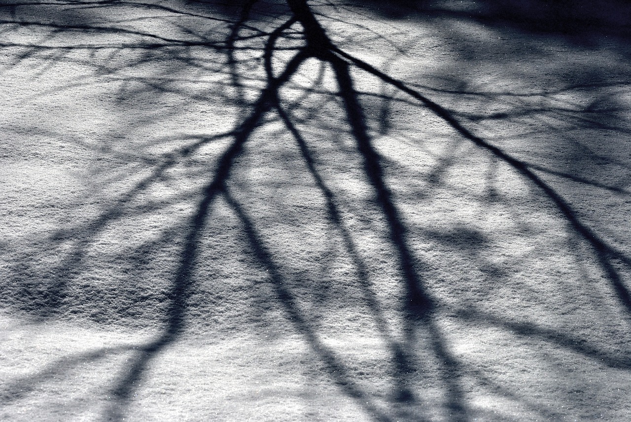 tree shadow snow free photo