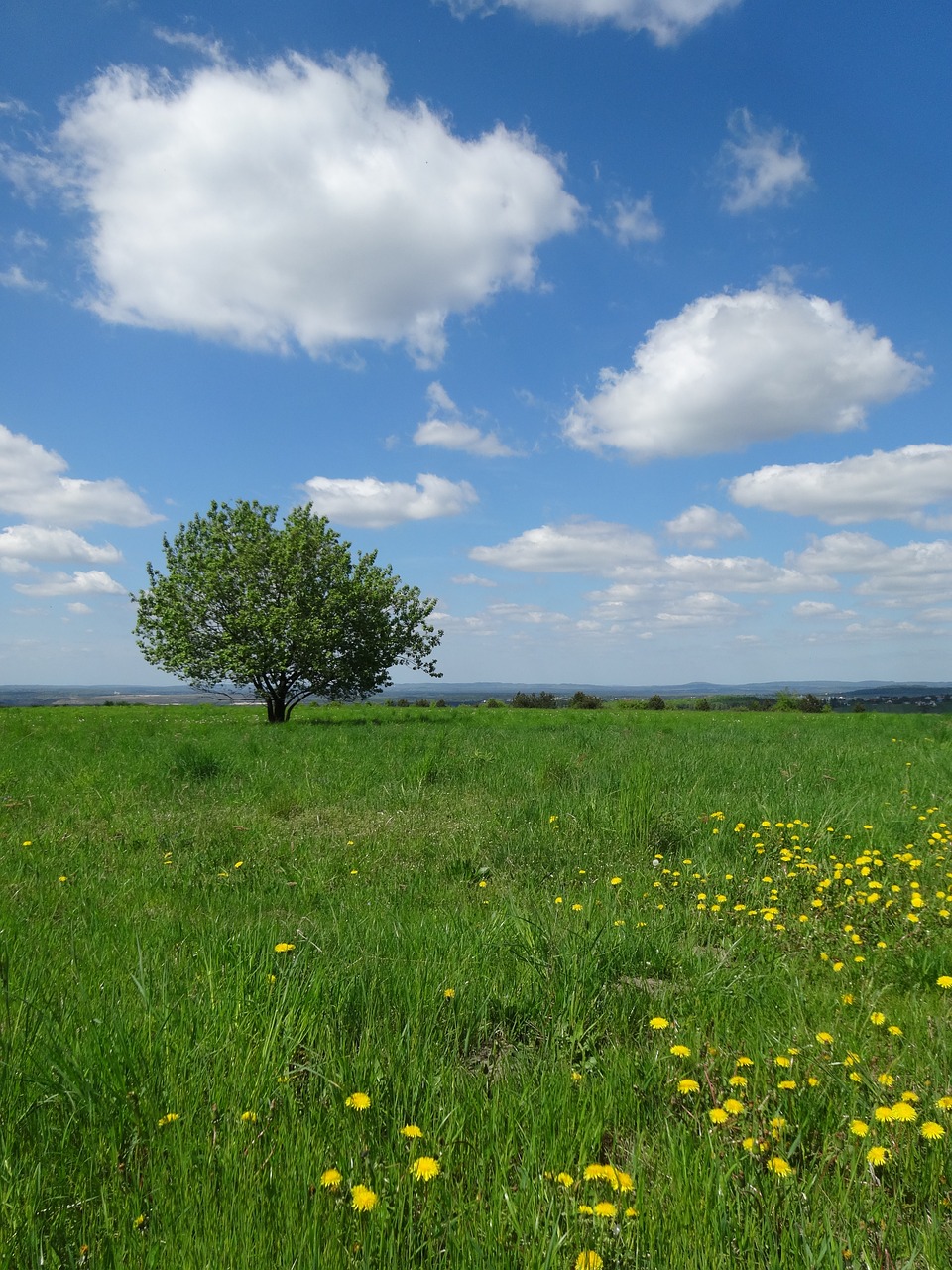 tree meadow landscape free photo