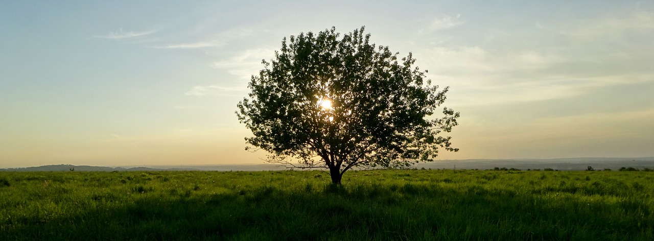 tree nature sunset free photo